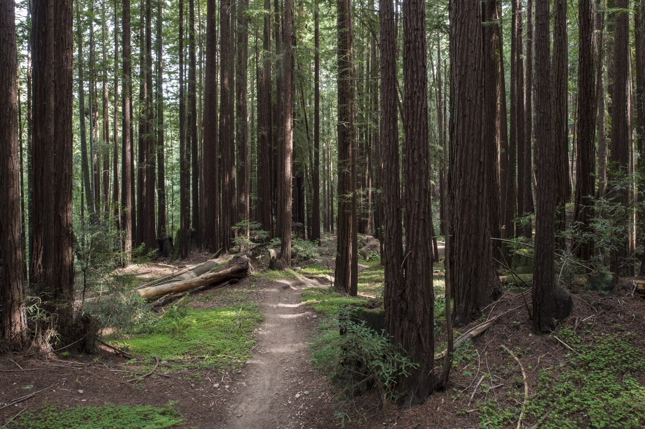 Aptos forest trail near Santa Cruz