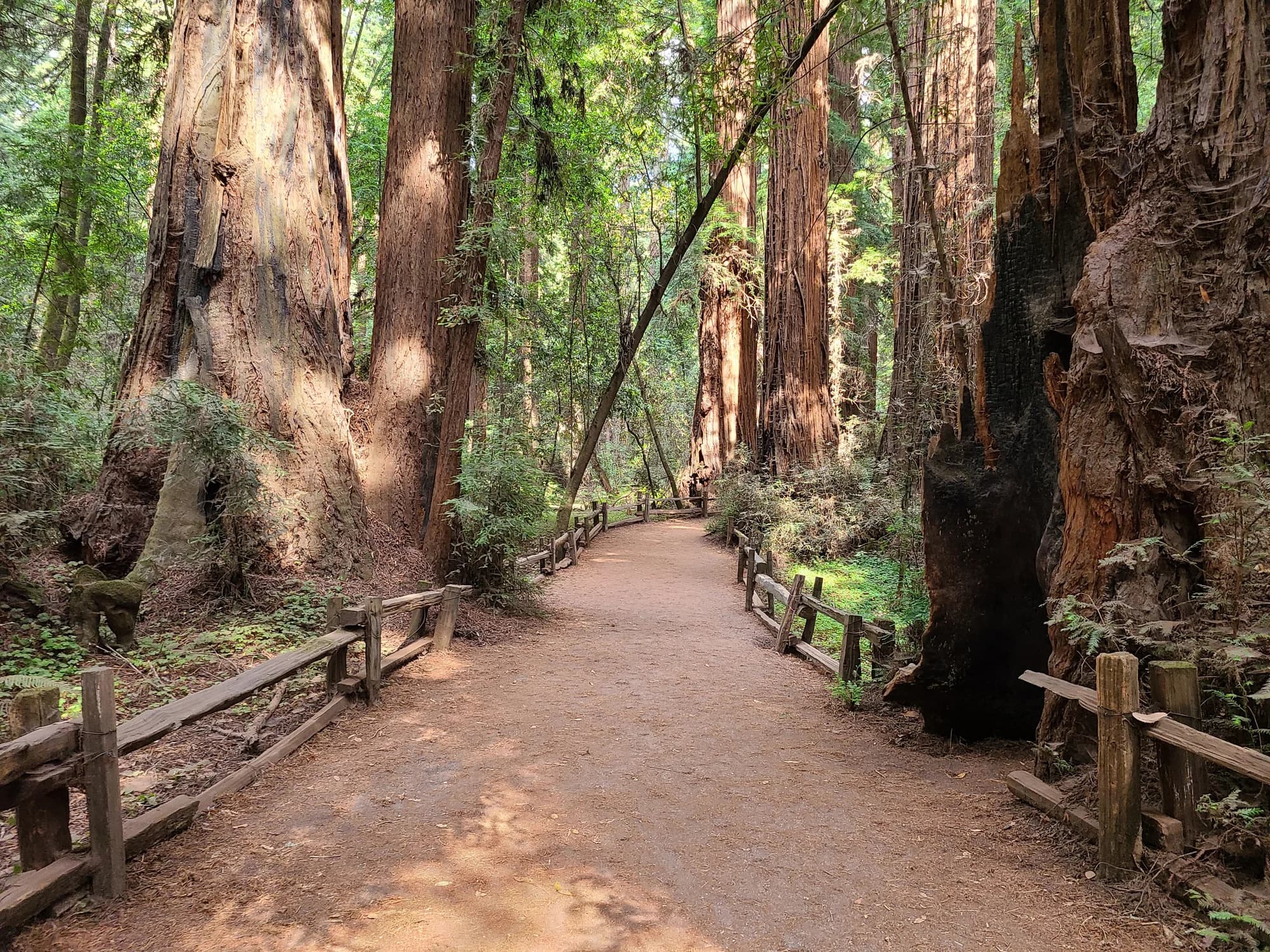 Redwood trail in Santa Cruz Mountains